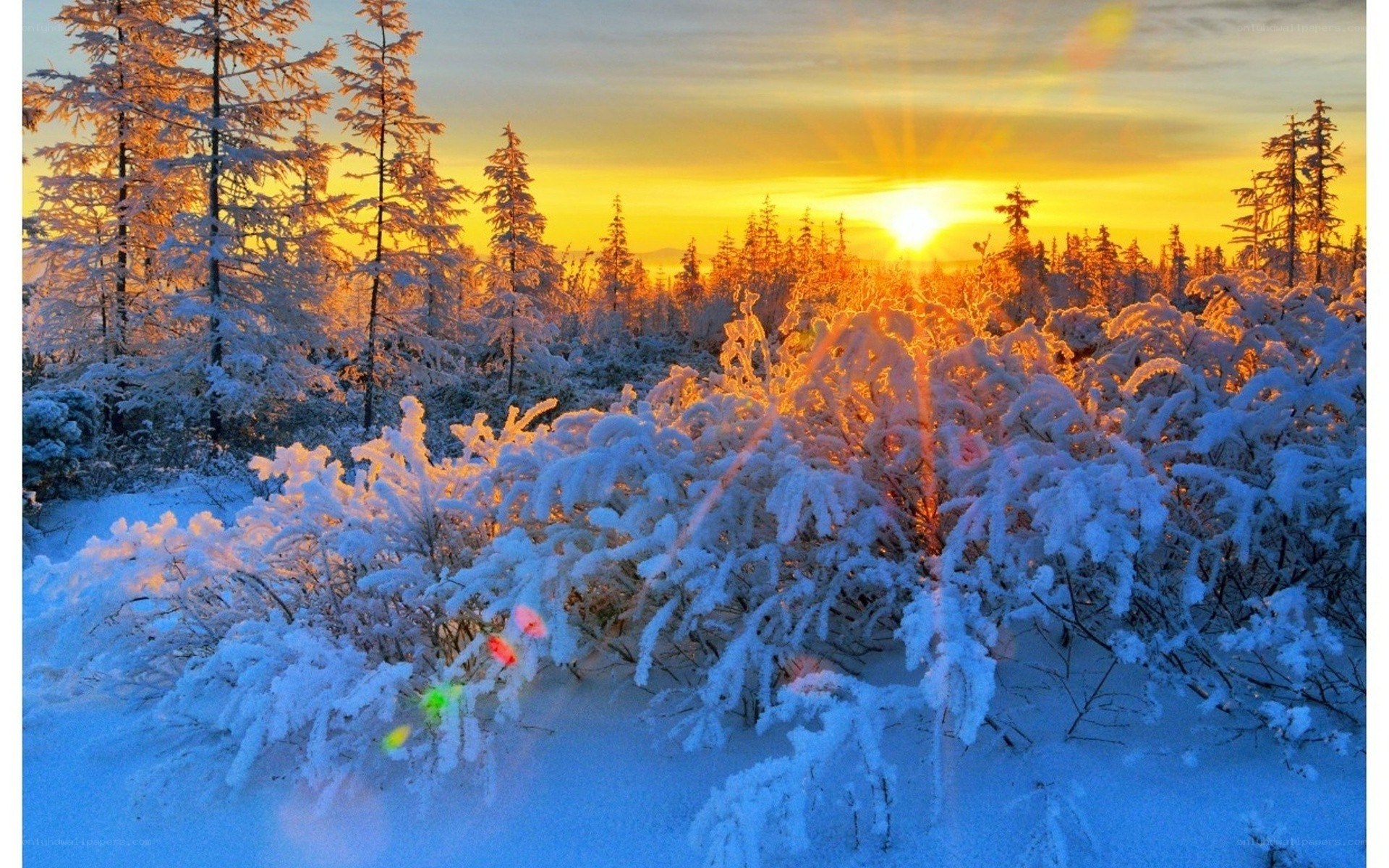 Snowy forest at sunset