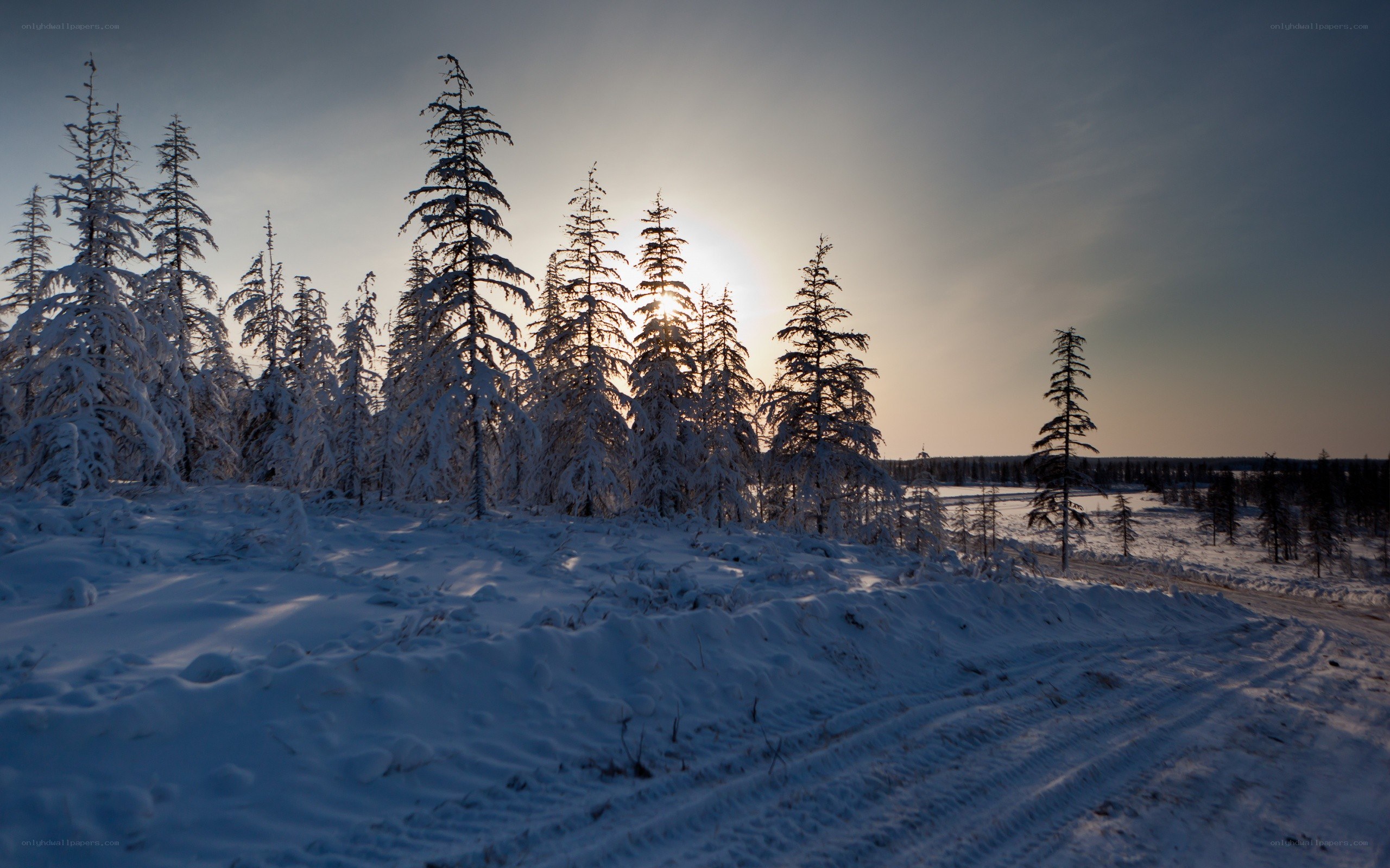 Snowy forest at sunset