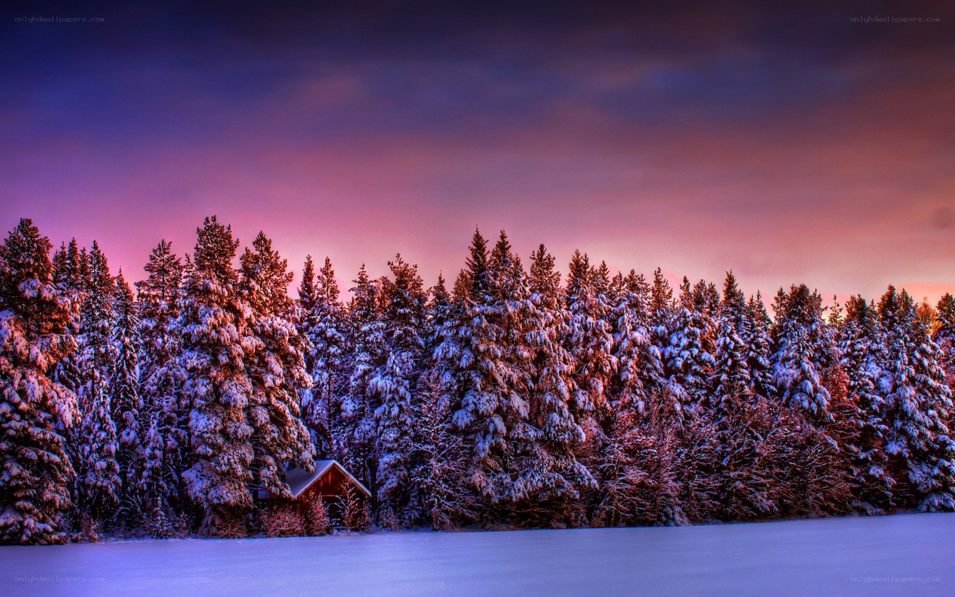 Snowy forest at sunset