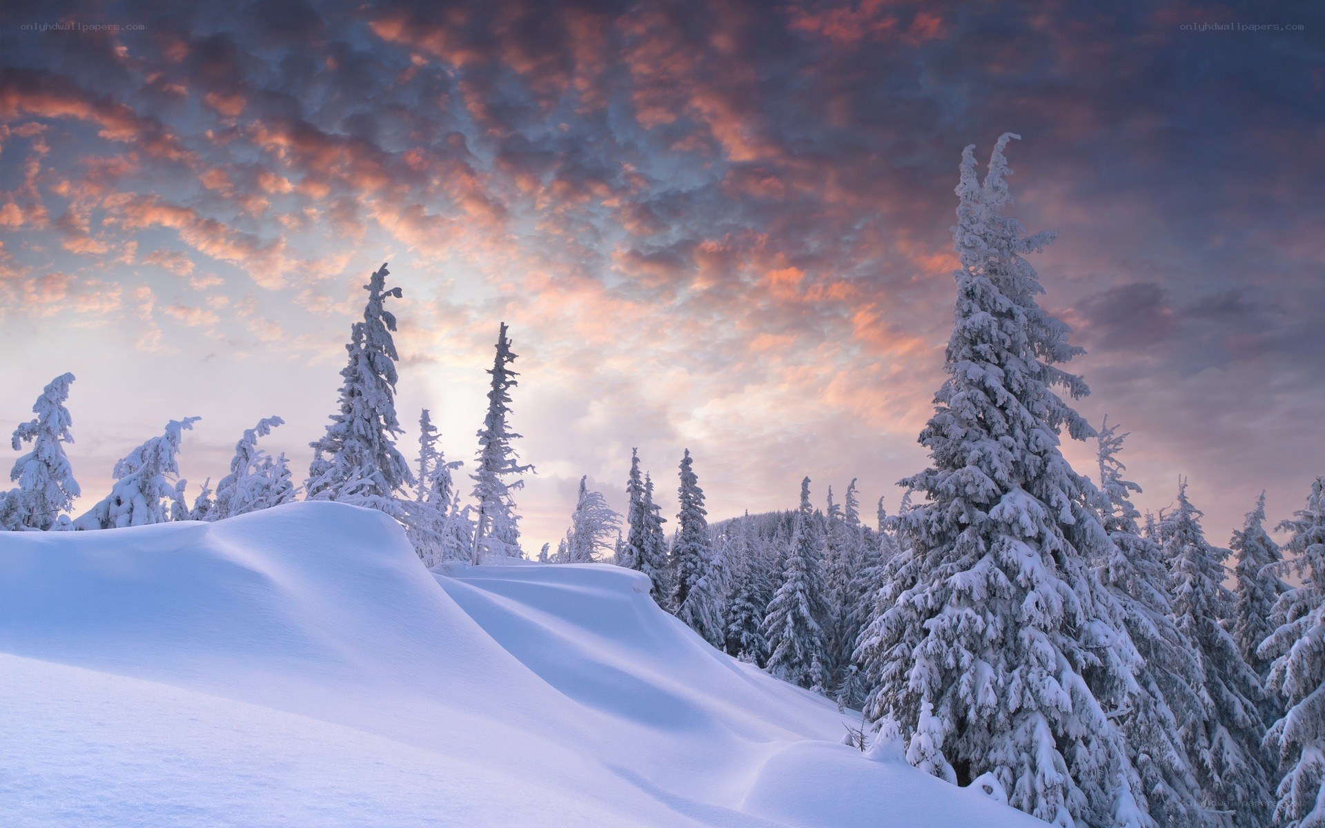 Snowy forest at sunset