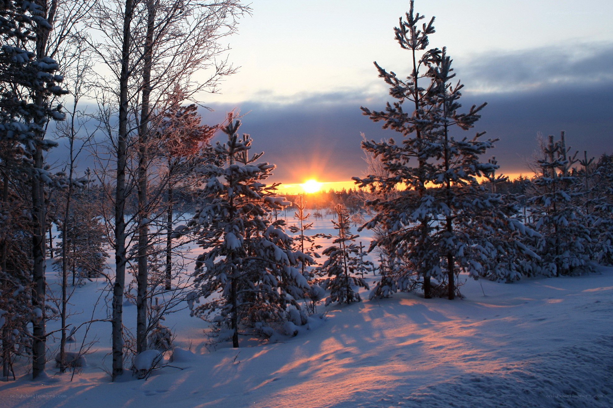 Snowy forest at sunset