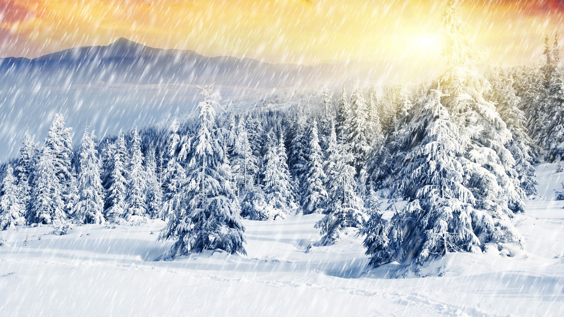 Snowy forest at sunset