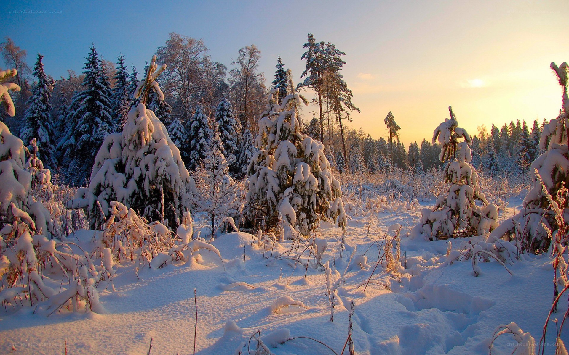 Snowy forest at sunset