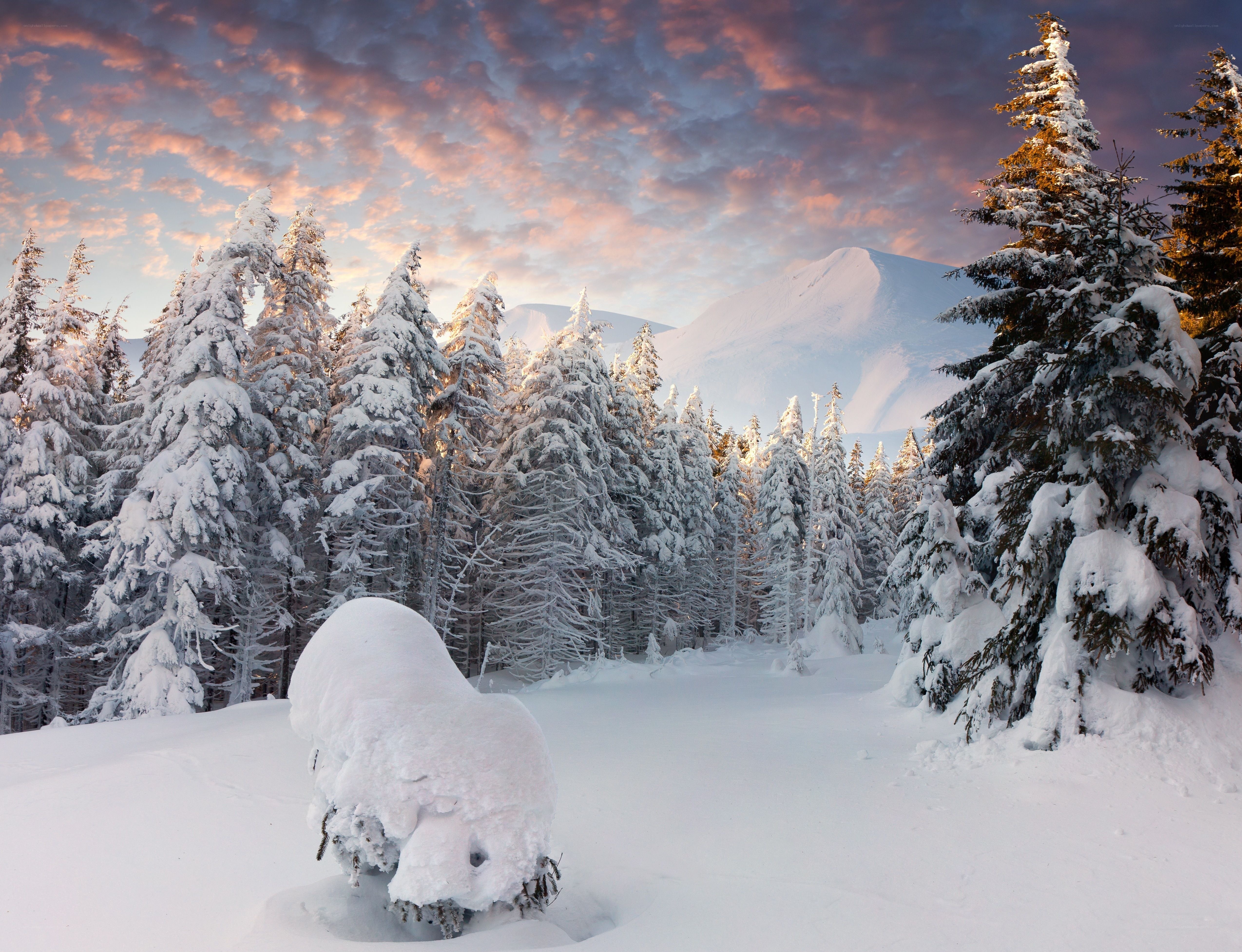 Snowy forest at sunset