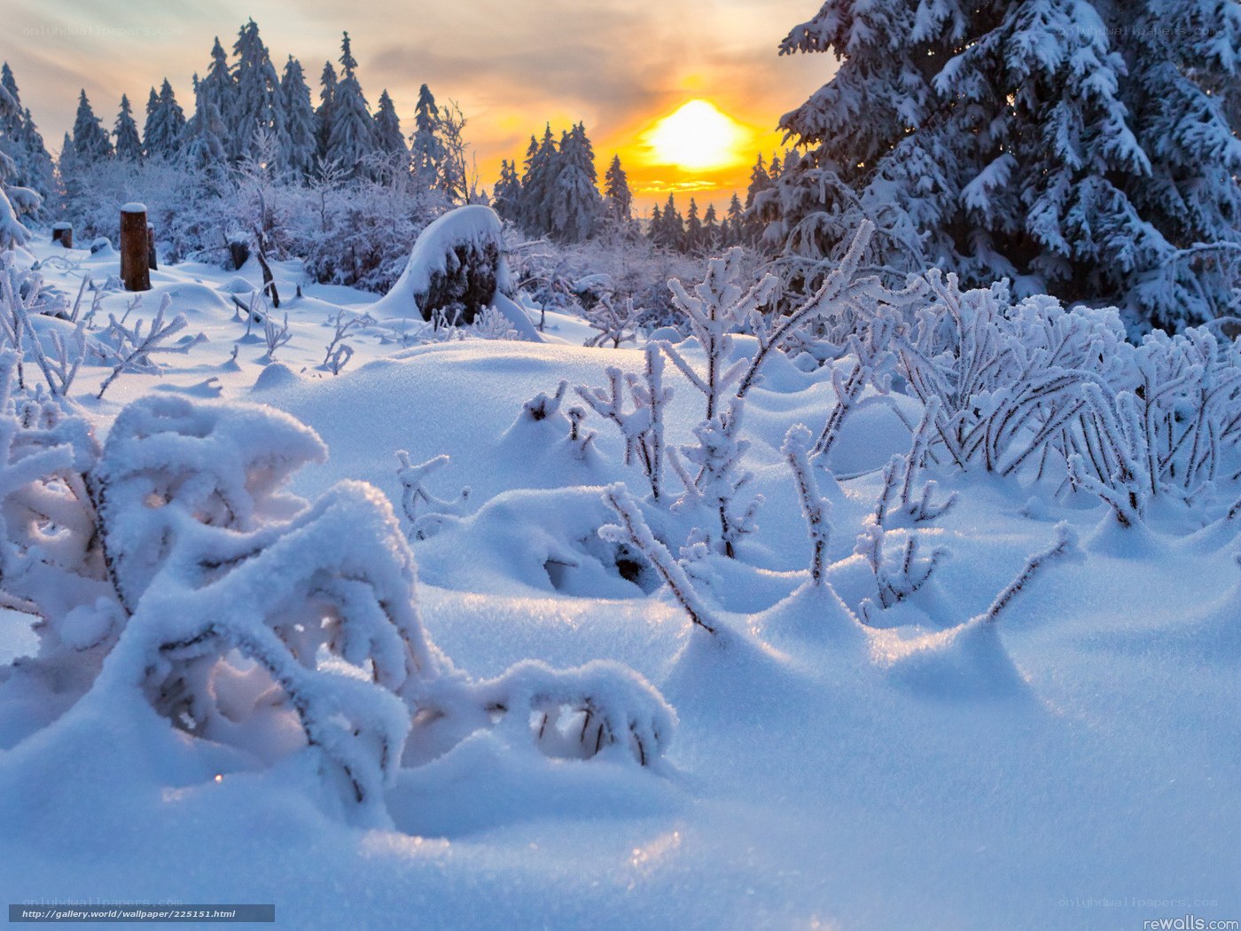 Snowy forest at sunset