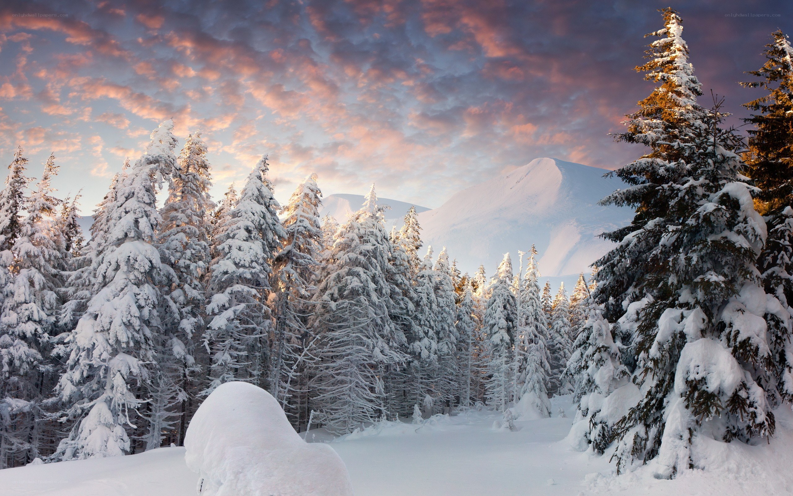 Snowy forest at sunset