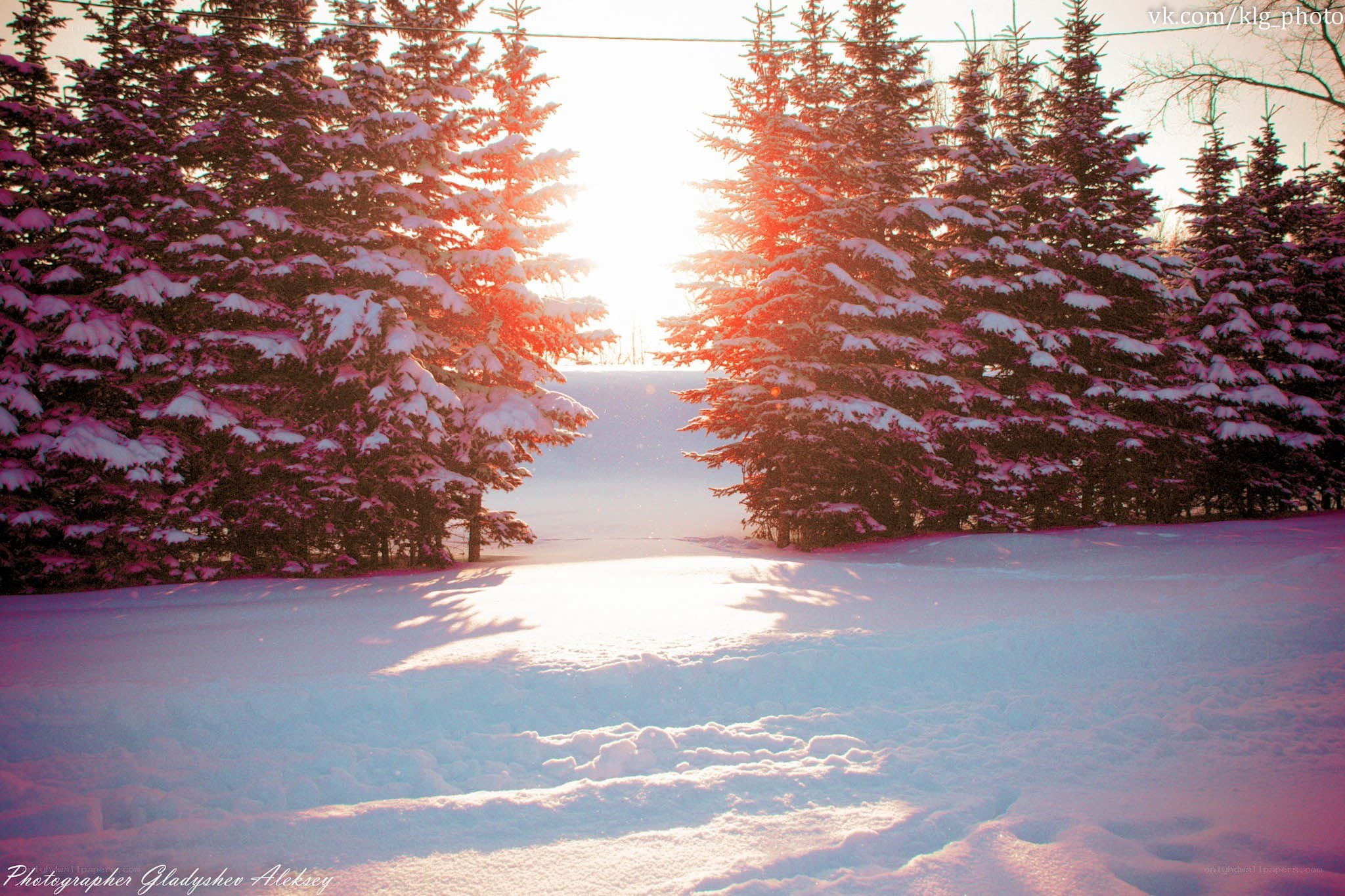 Snowy forest at sunset
