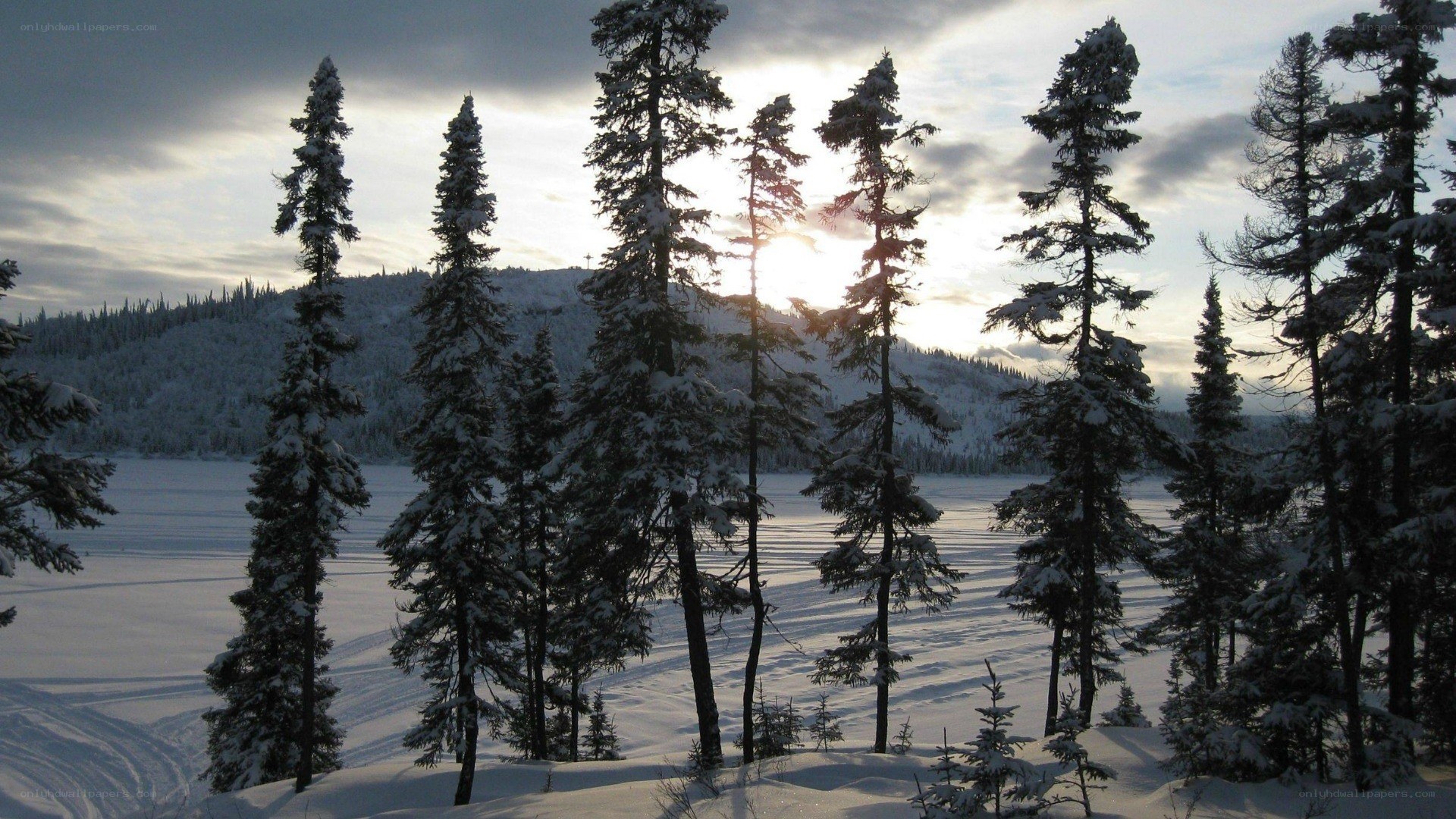 Snowy forest at sunset