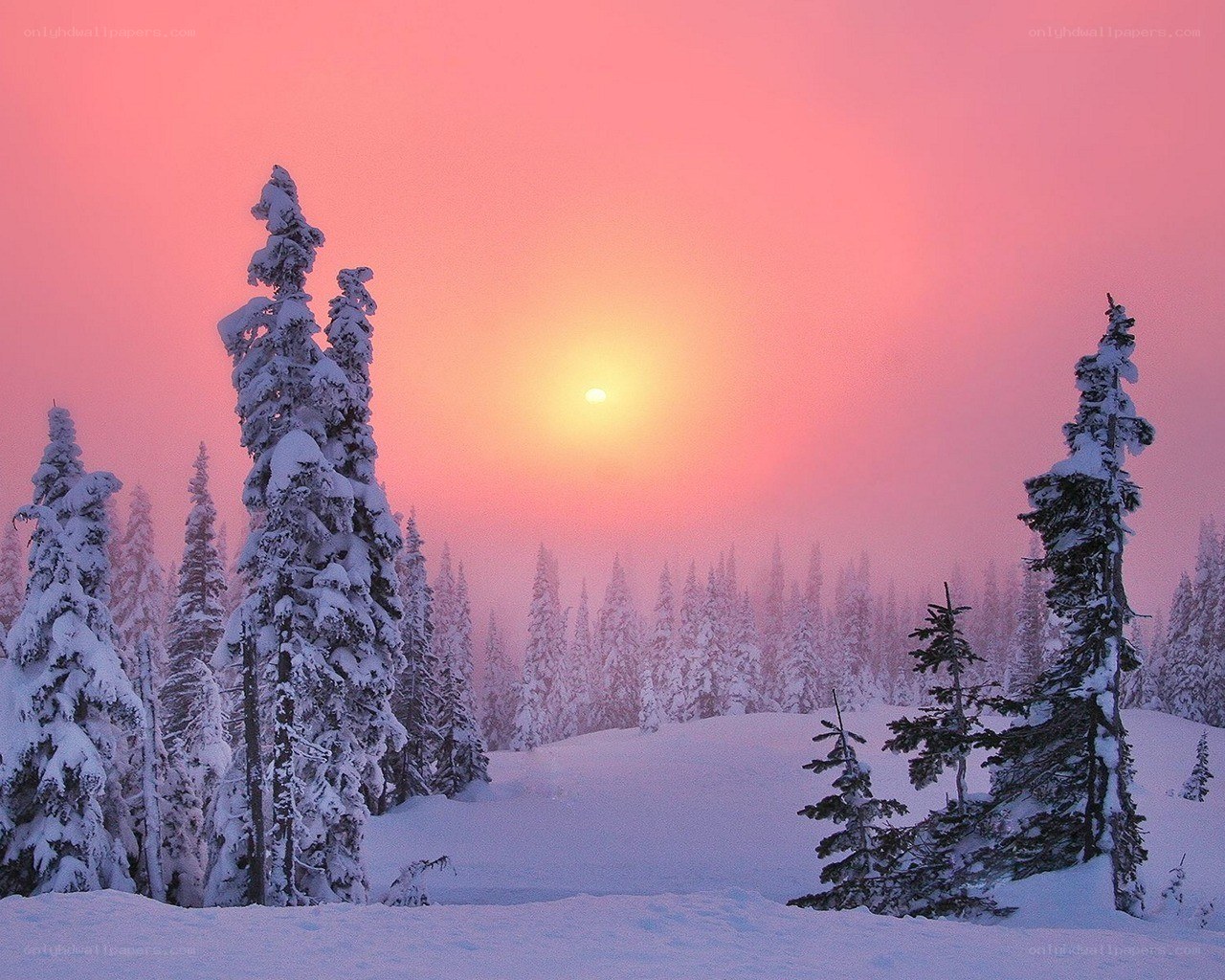 Snowy forest at sunset