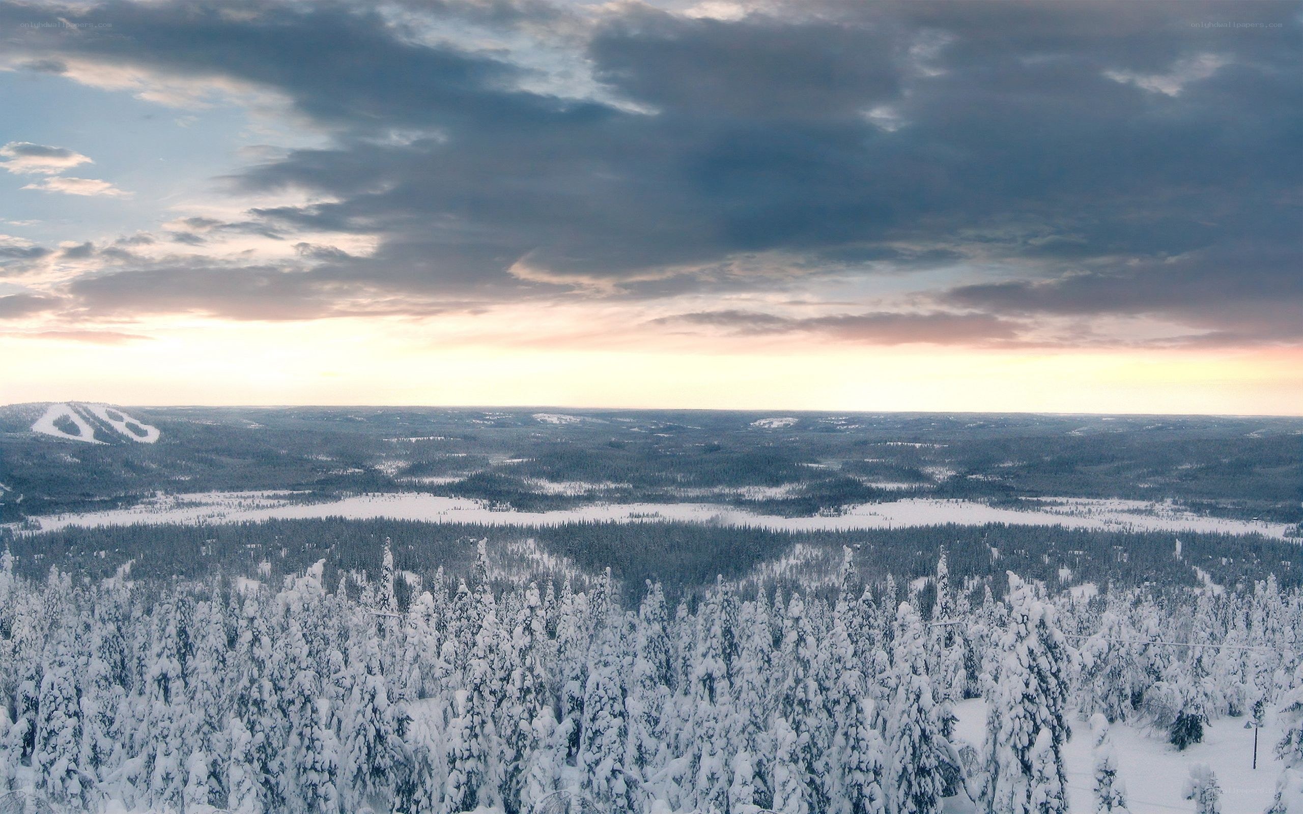 snowy forest at sunset