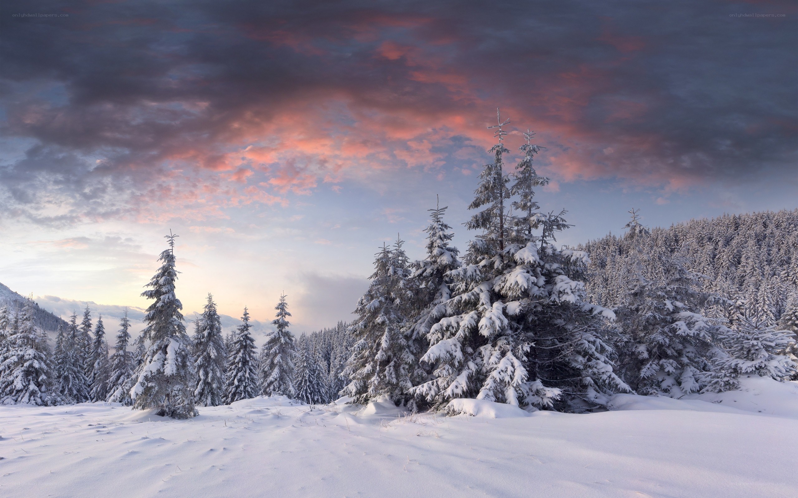 Snowy forest at sunset