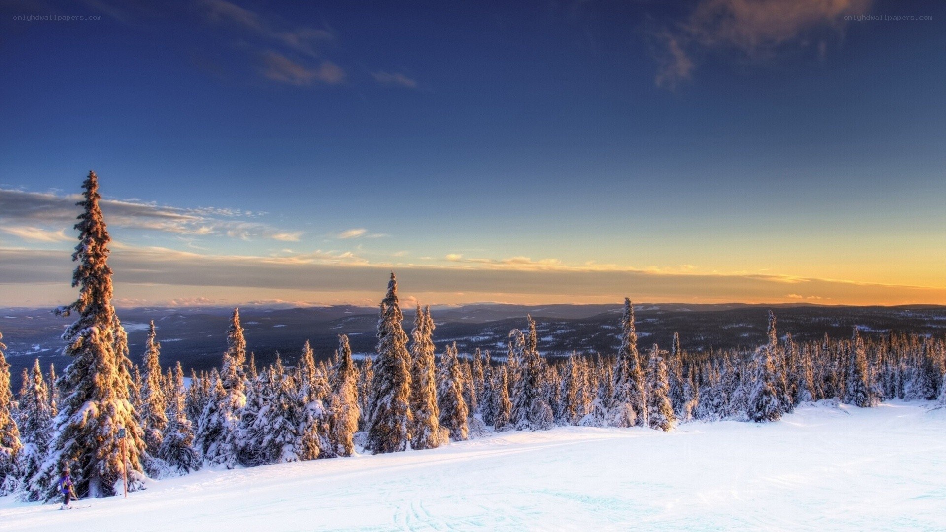 Snowy forest at sunset