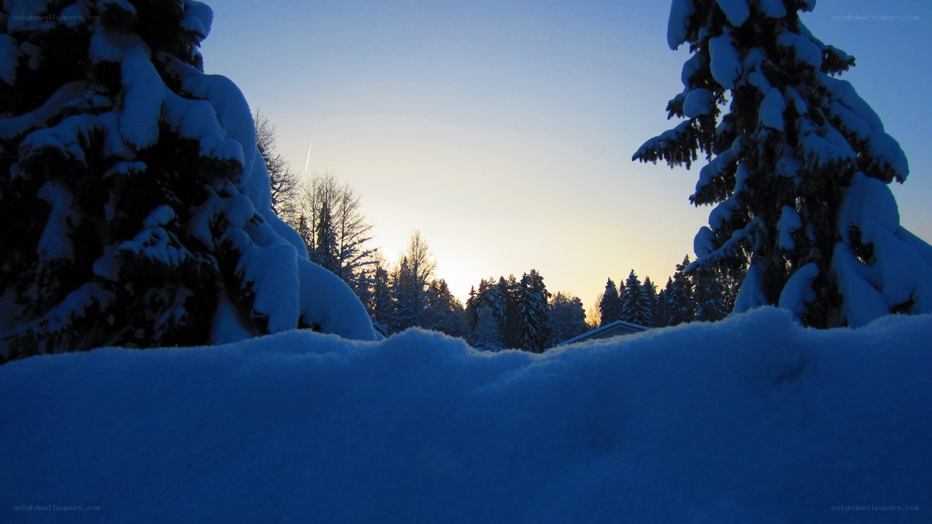 Snowy forest at sunset