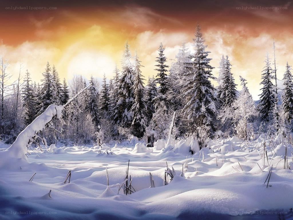 Snowy forest at sunset