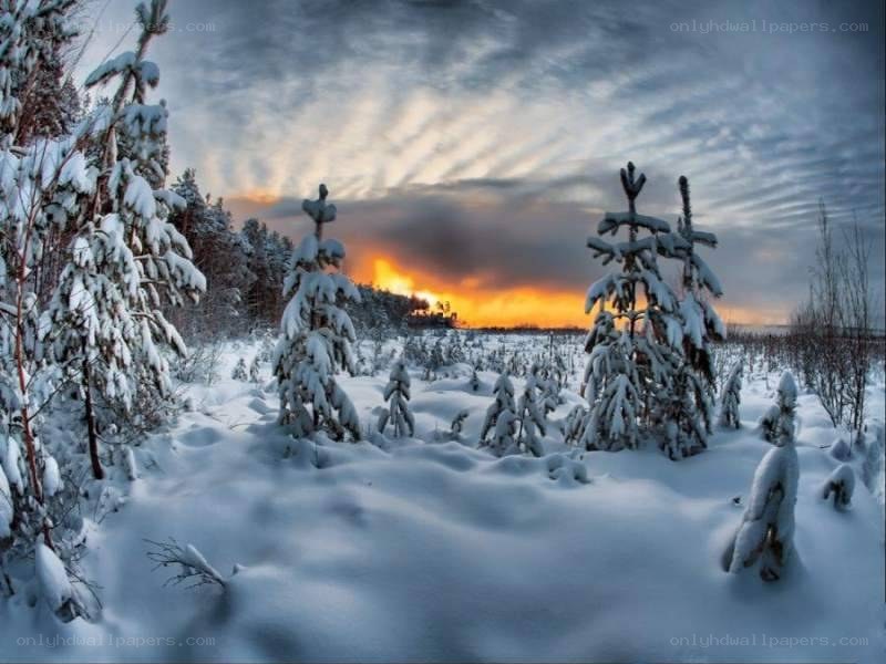 Snowy forest at sunset