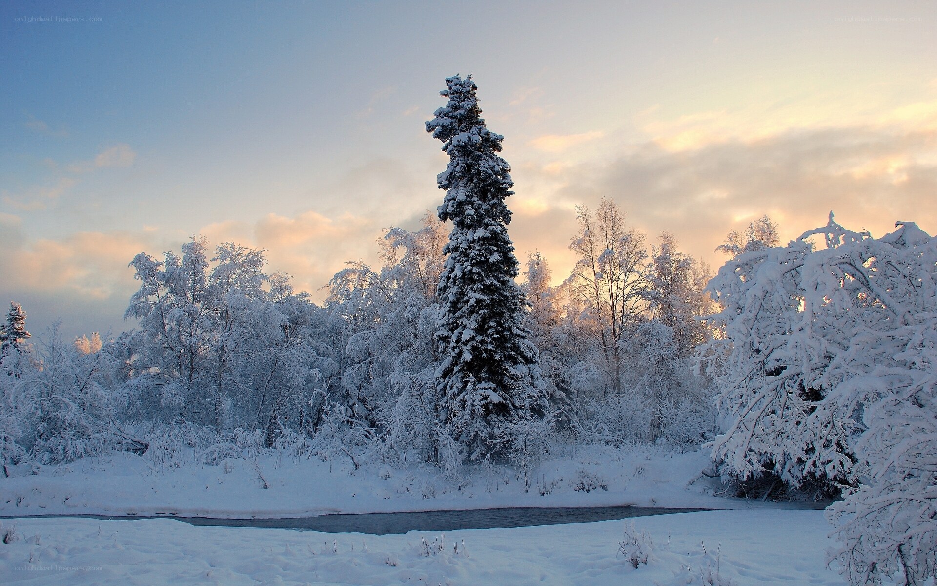 Snowy forest at sunset
