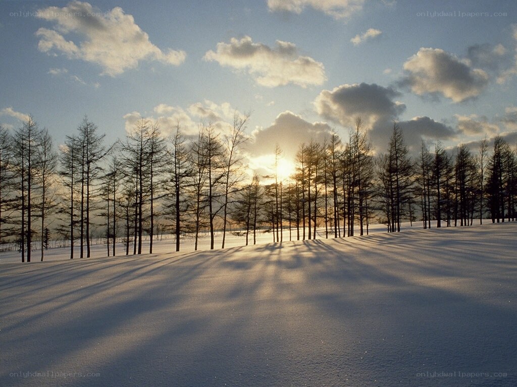 Snowy forest at sunset