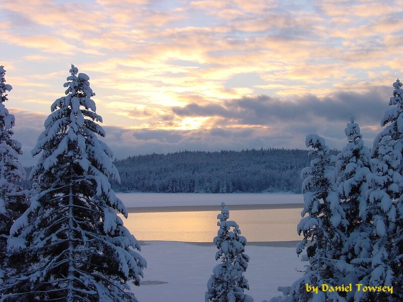 Snowy forest at sunset