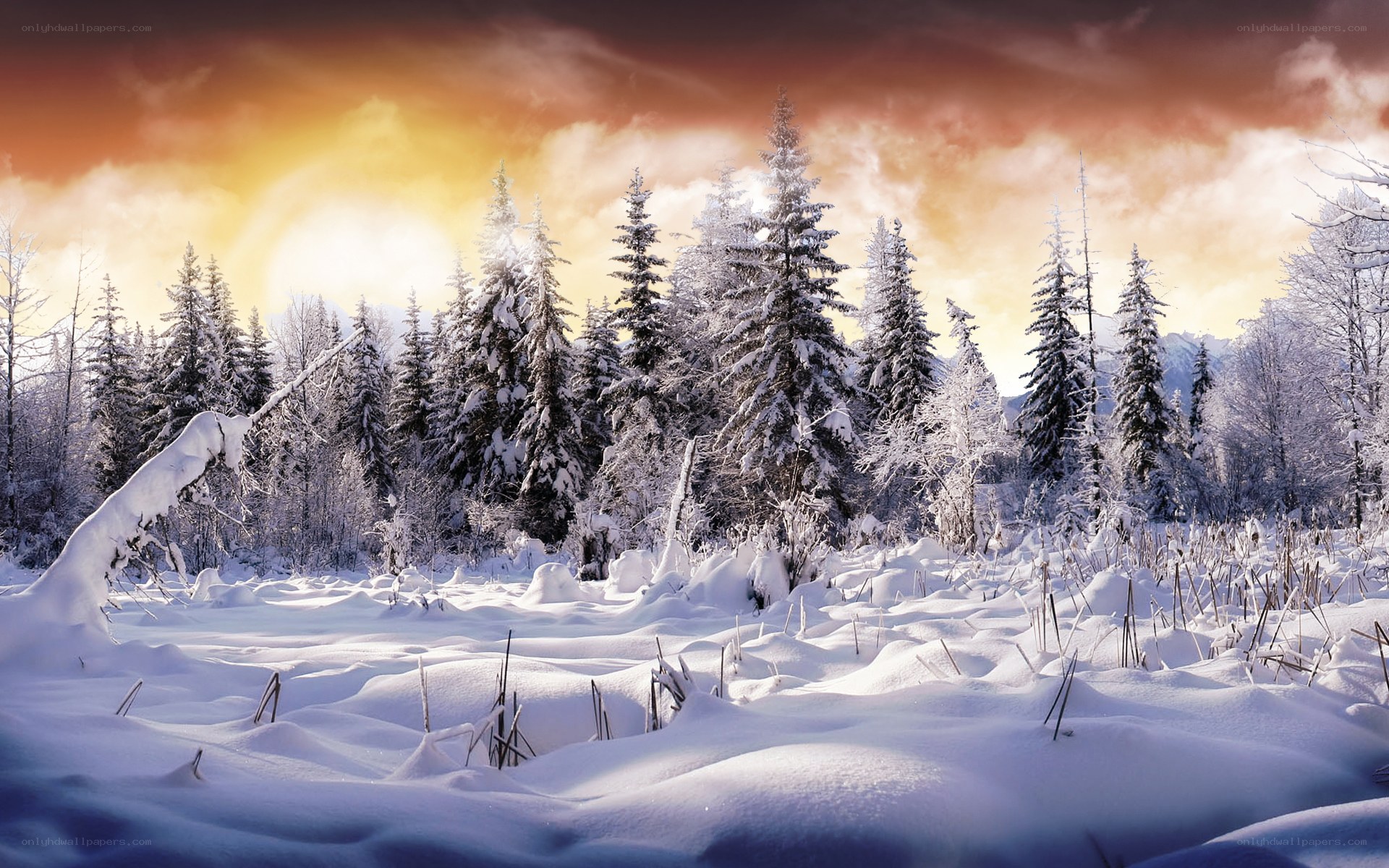 Snowy forest at sunset