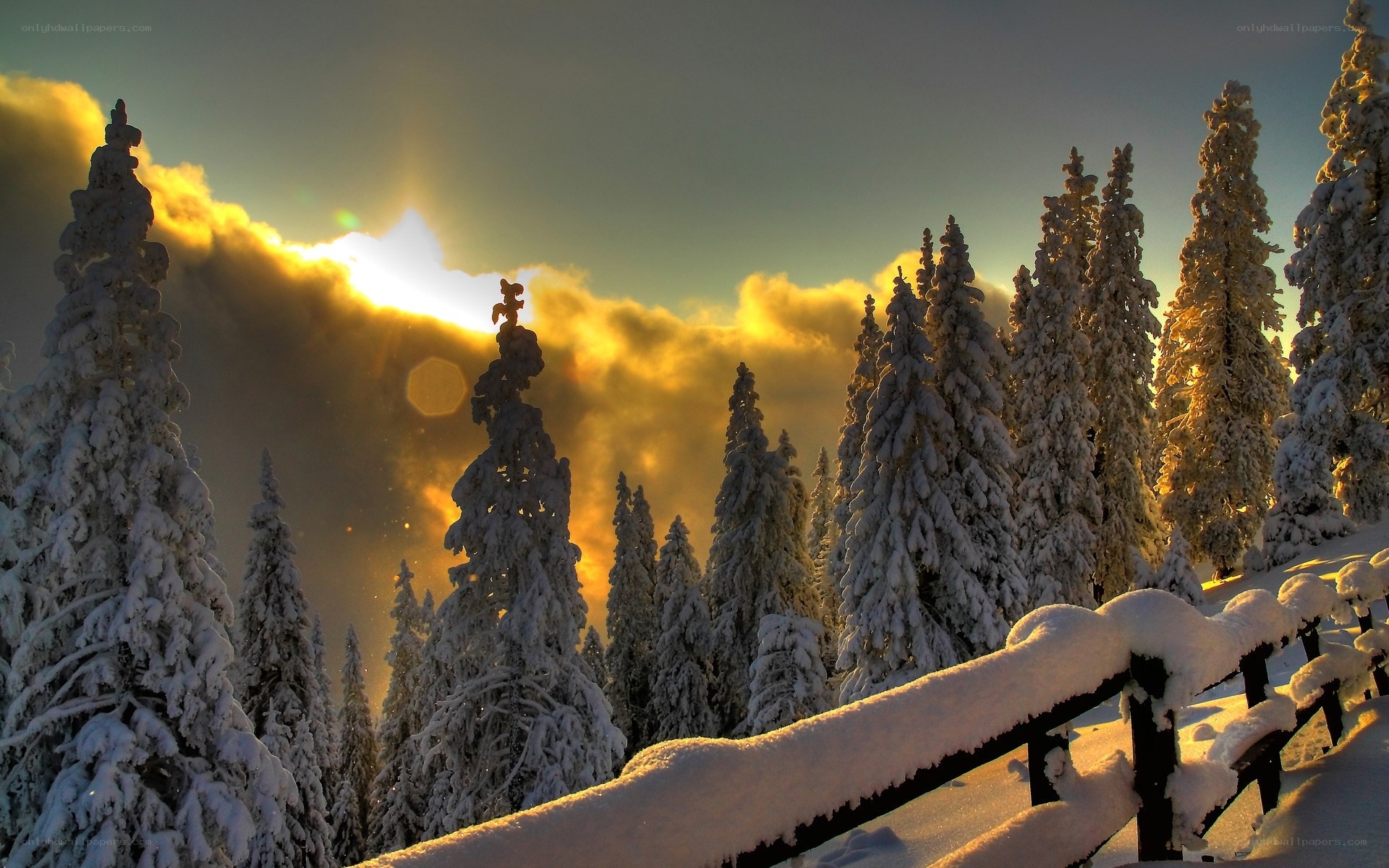 Snowy forest at sunset