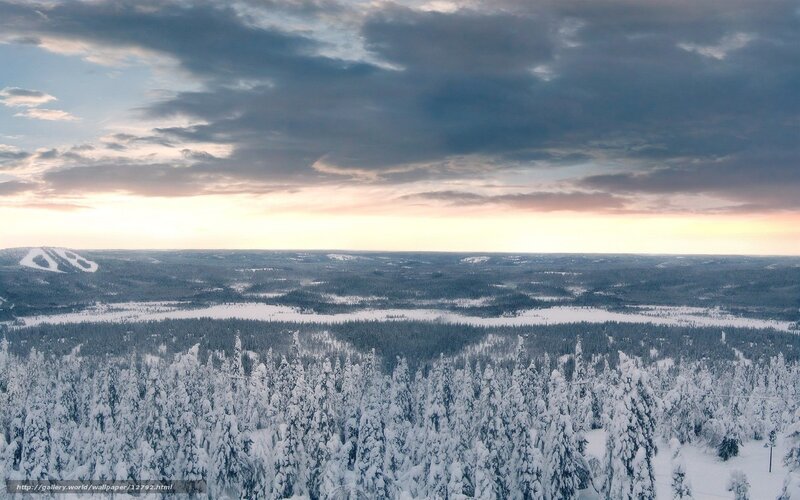 Snowy forest at sunset