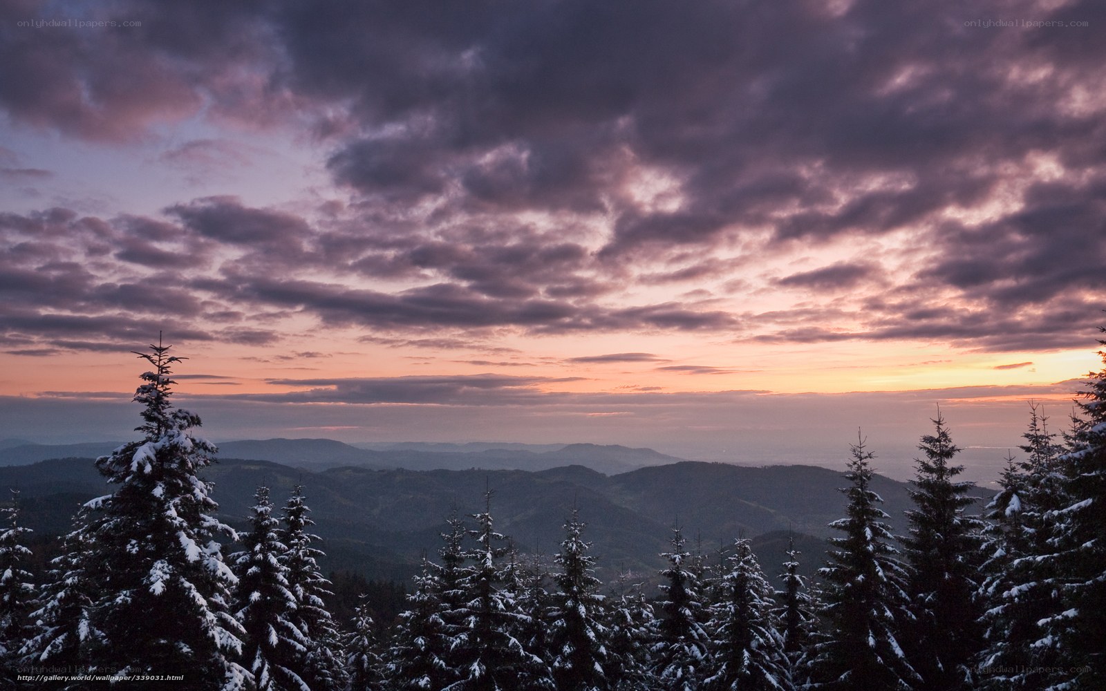 Snowy forest at sunset