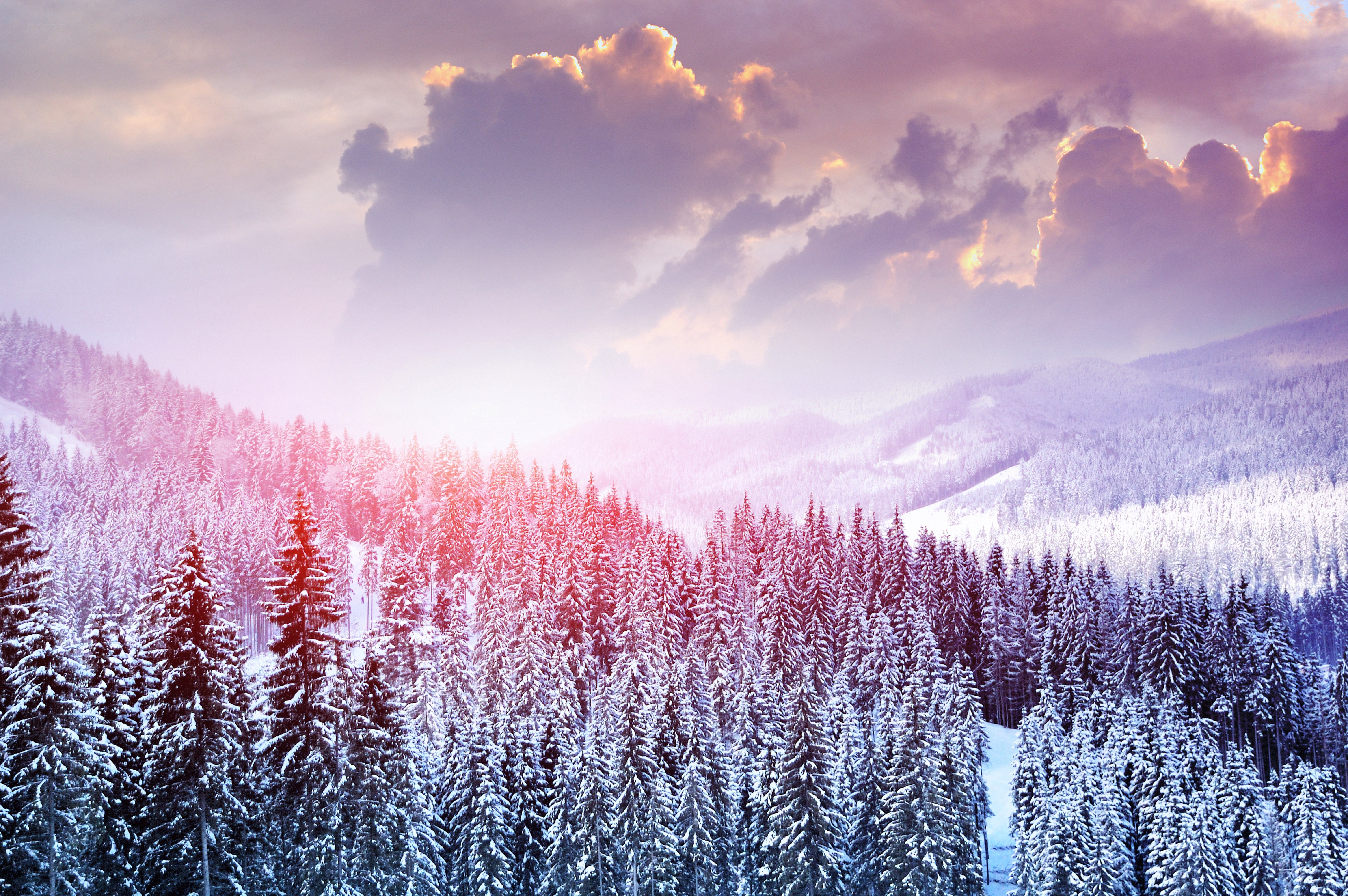 Snowy forest at sunset