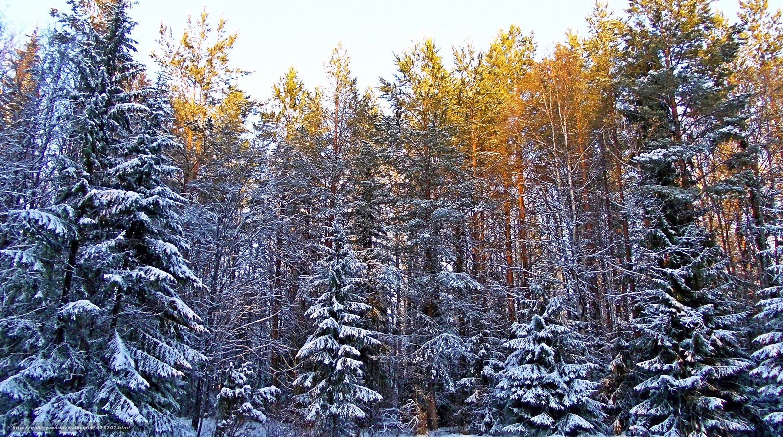 Snowy forest at sunset