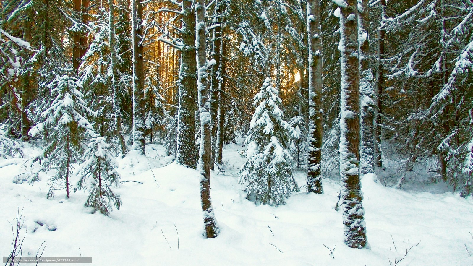 Snowy forest at sunset