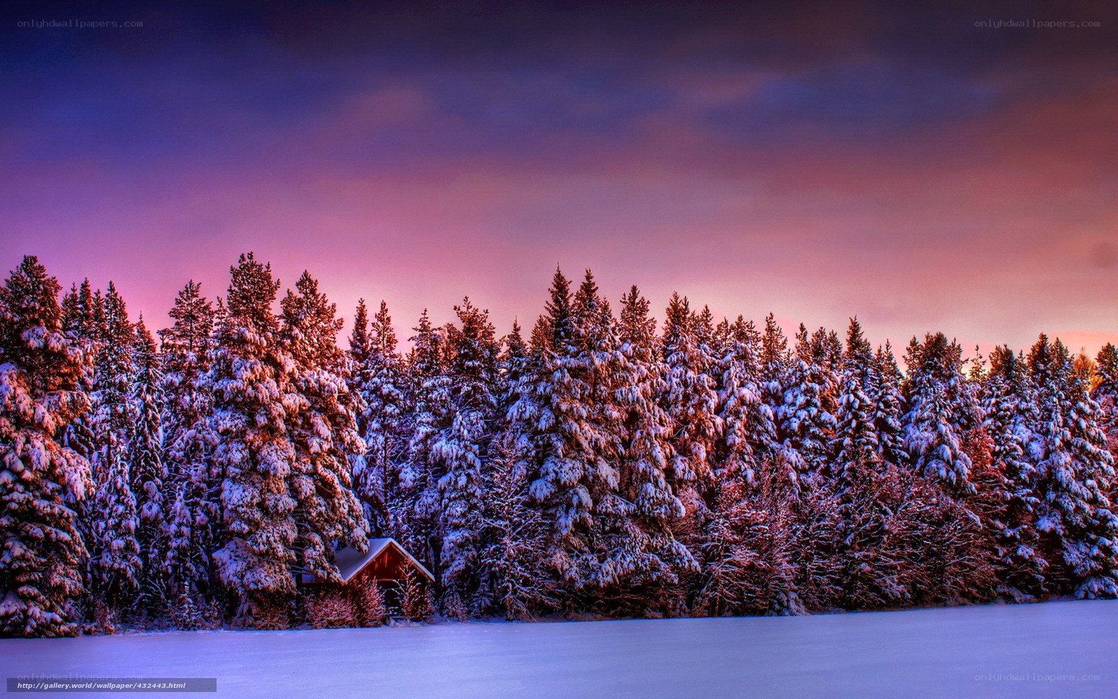 Snowy forest at sunset