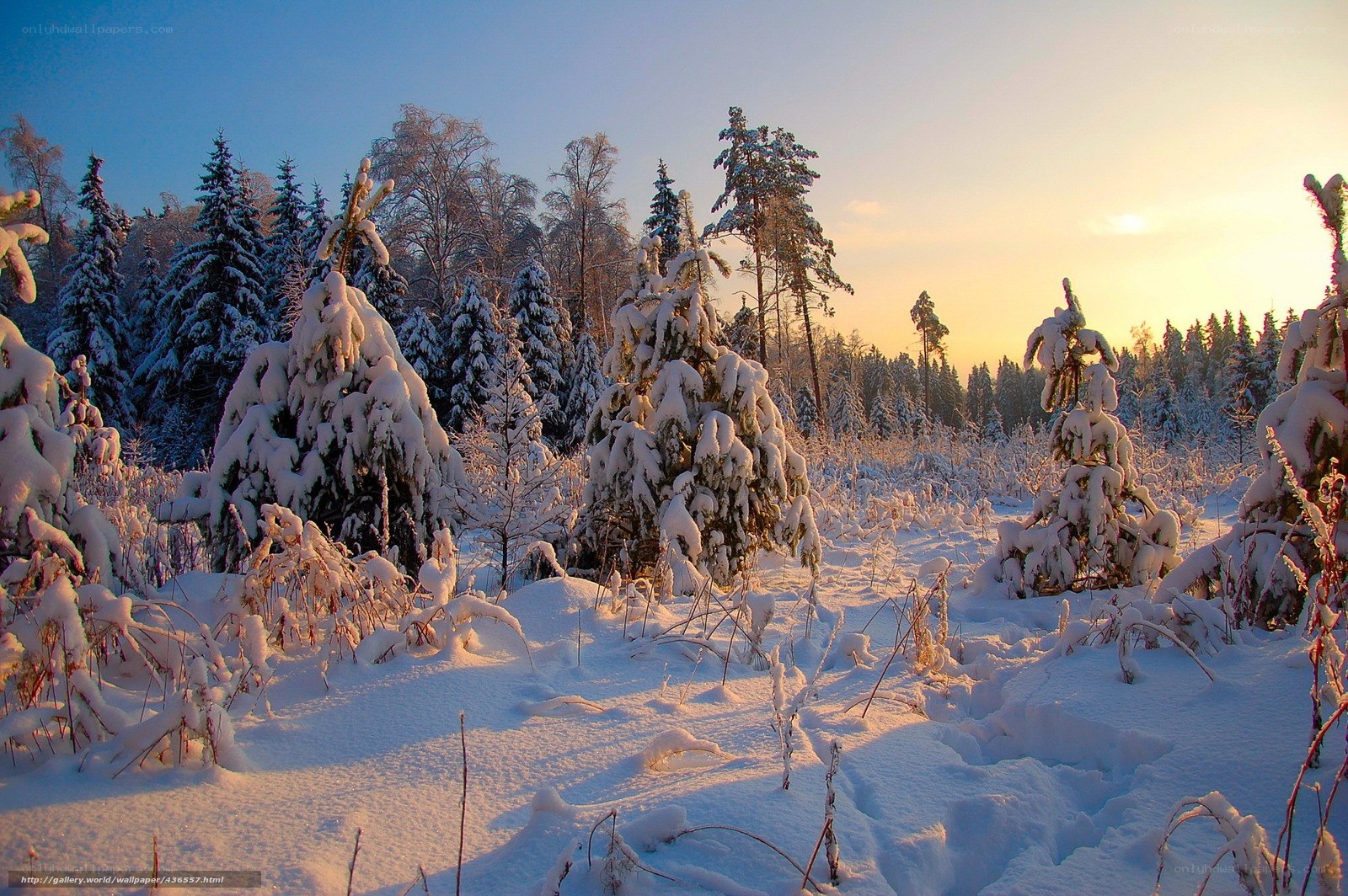 Snowy forest at sunset