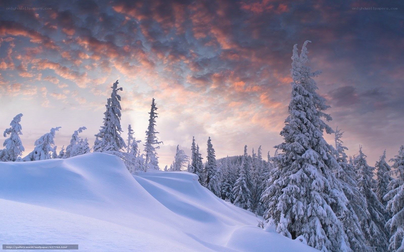 Snowy forest at sunset