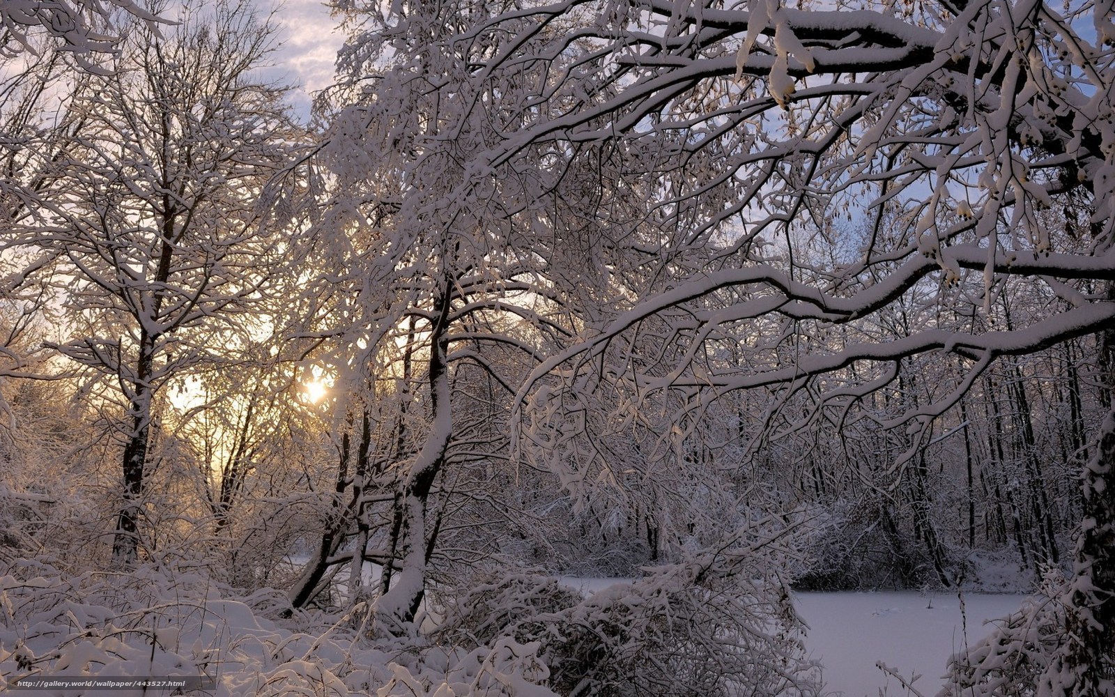 Snowy forest at sunset