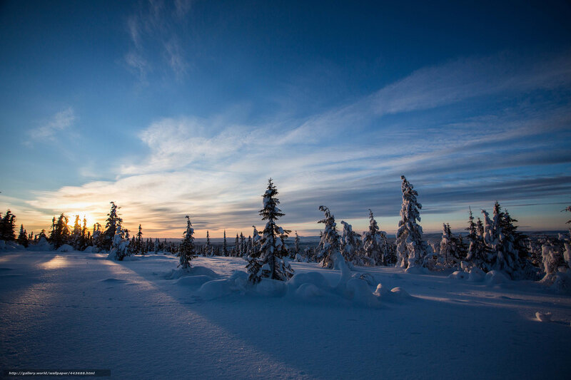 Snowy forest at sunset