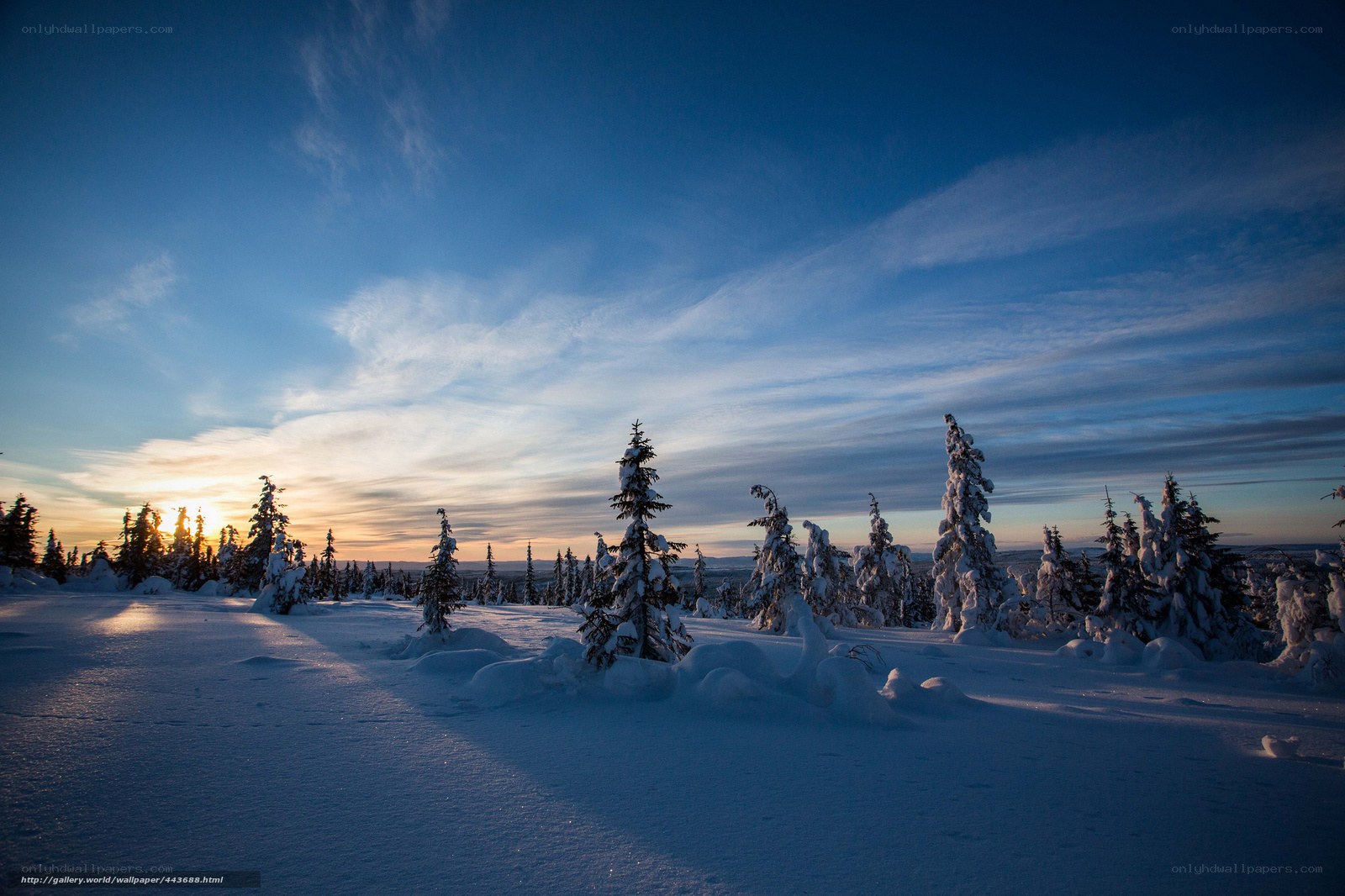 Snowy forest at sunset