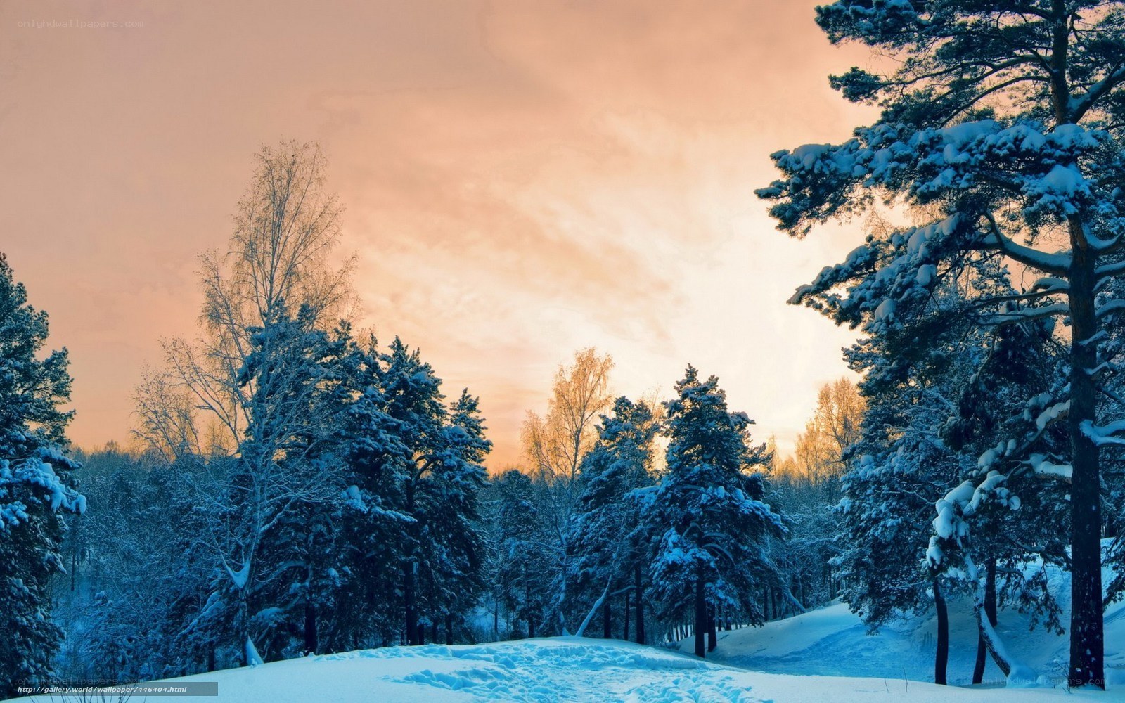 Snowy forest at sunset