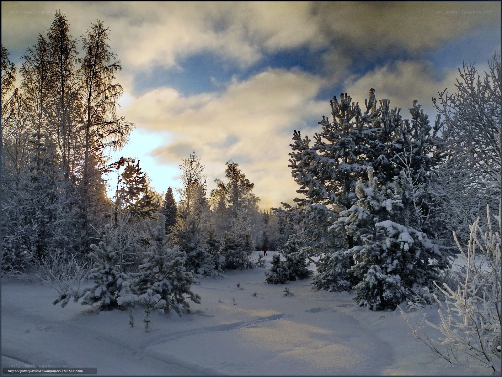 Snowy forest at sunset