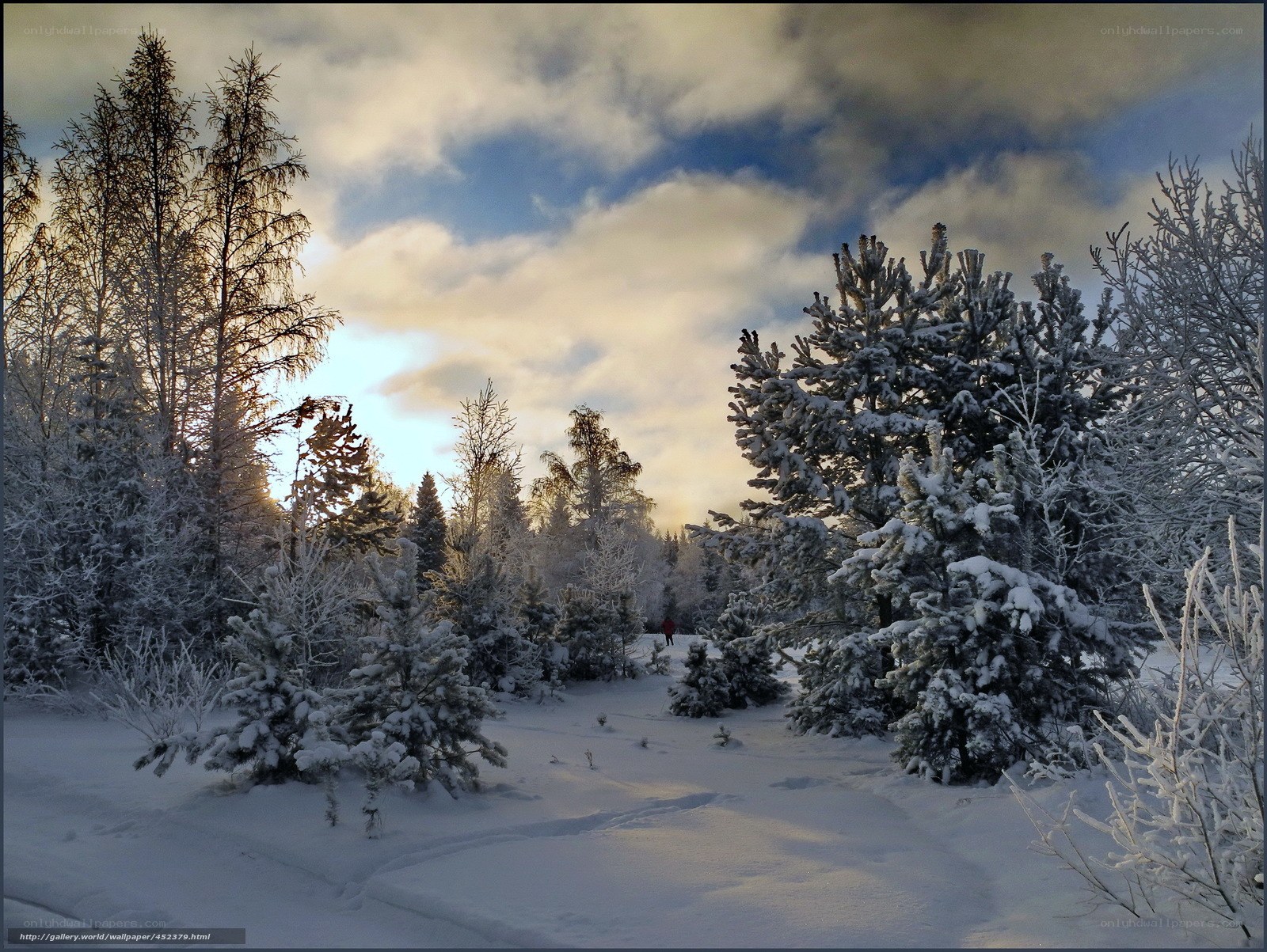 Snowy forest at sunset
