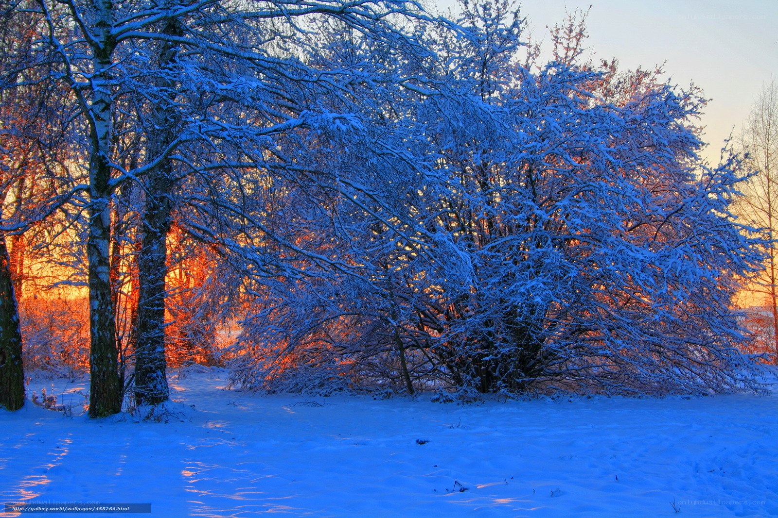 Snowy forest at sunset