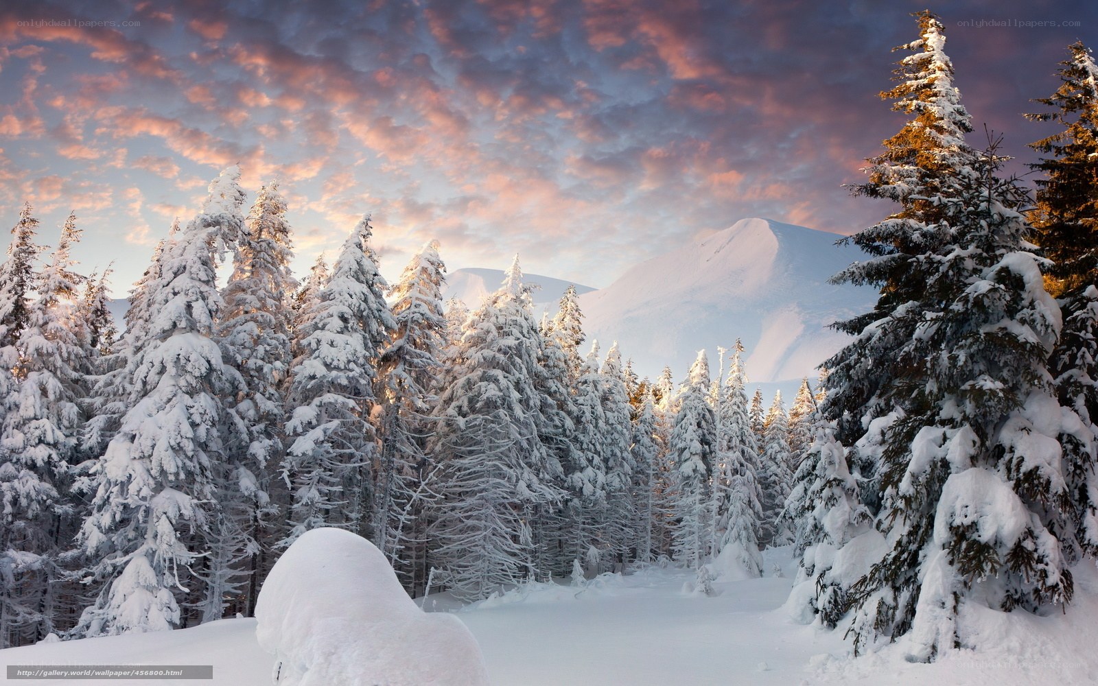 Snowy forest at sunset