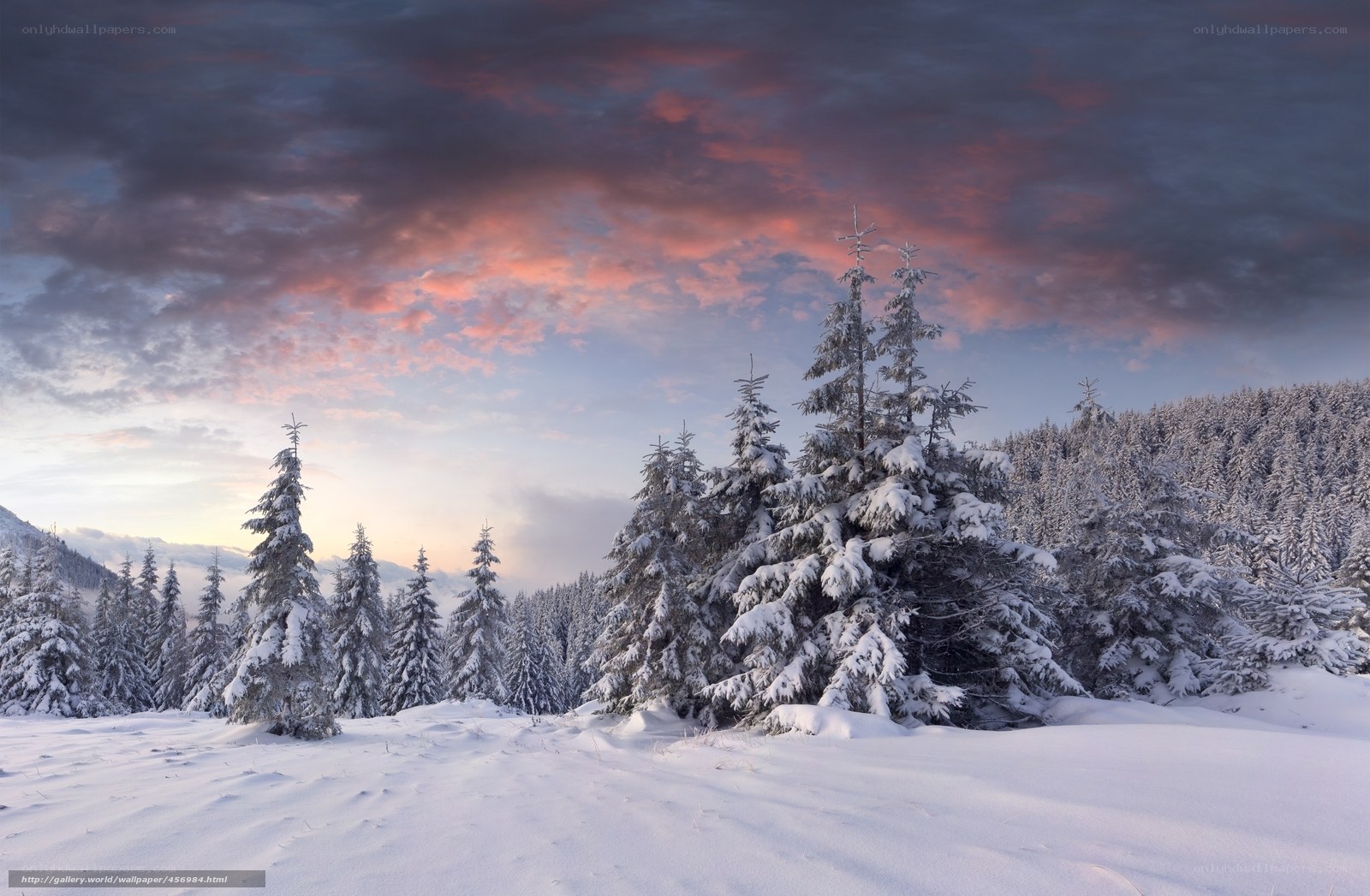 Snowy forest at sunset