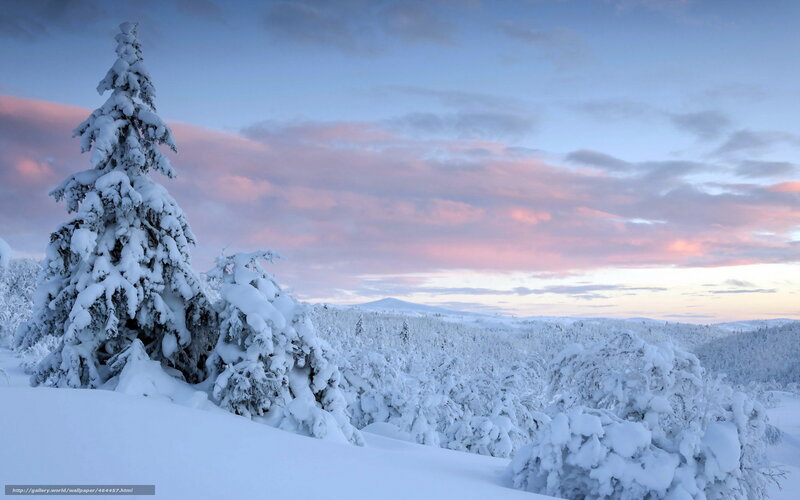 Snowy forest at sunset