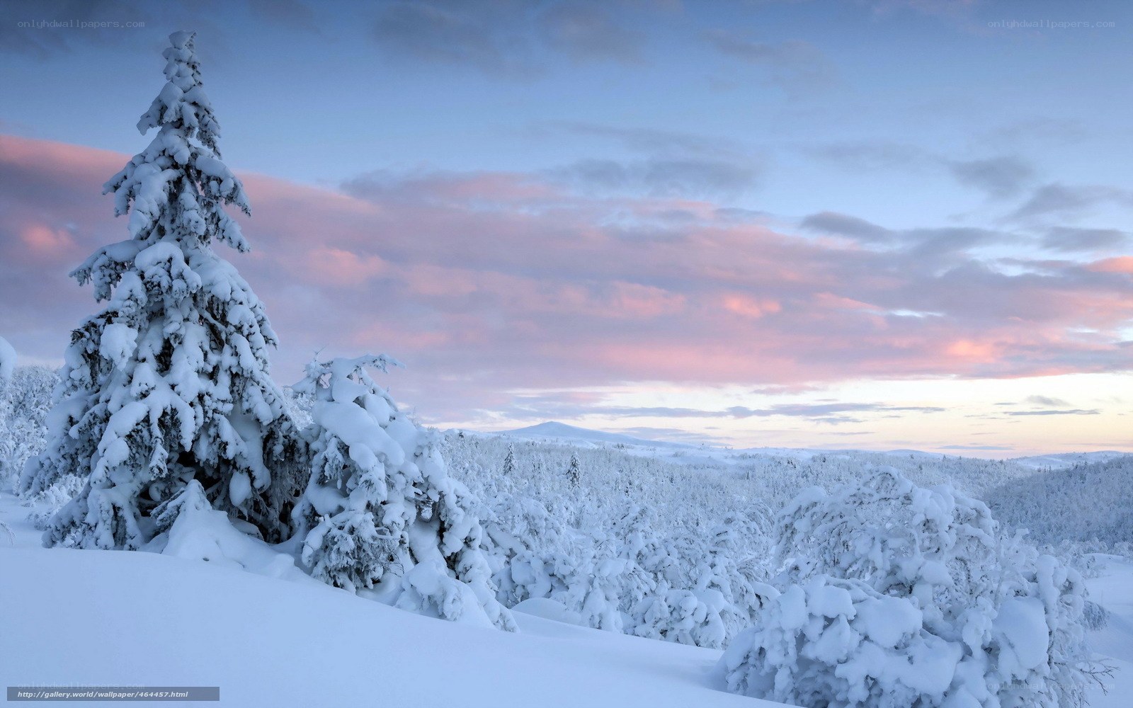 Snowy forest at sunset