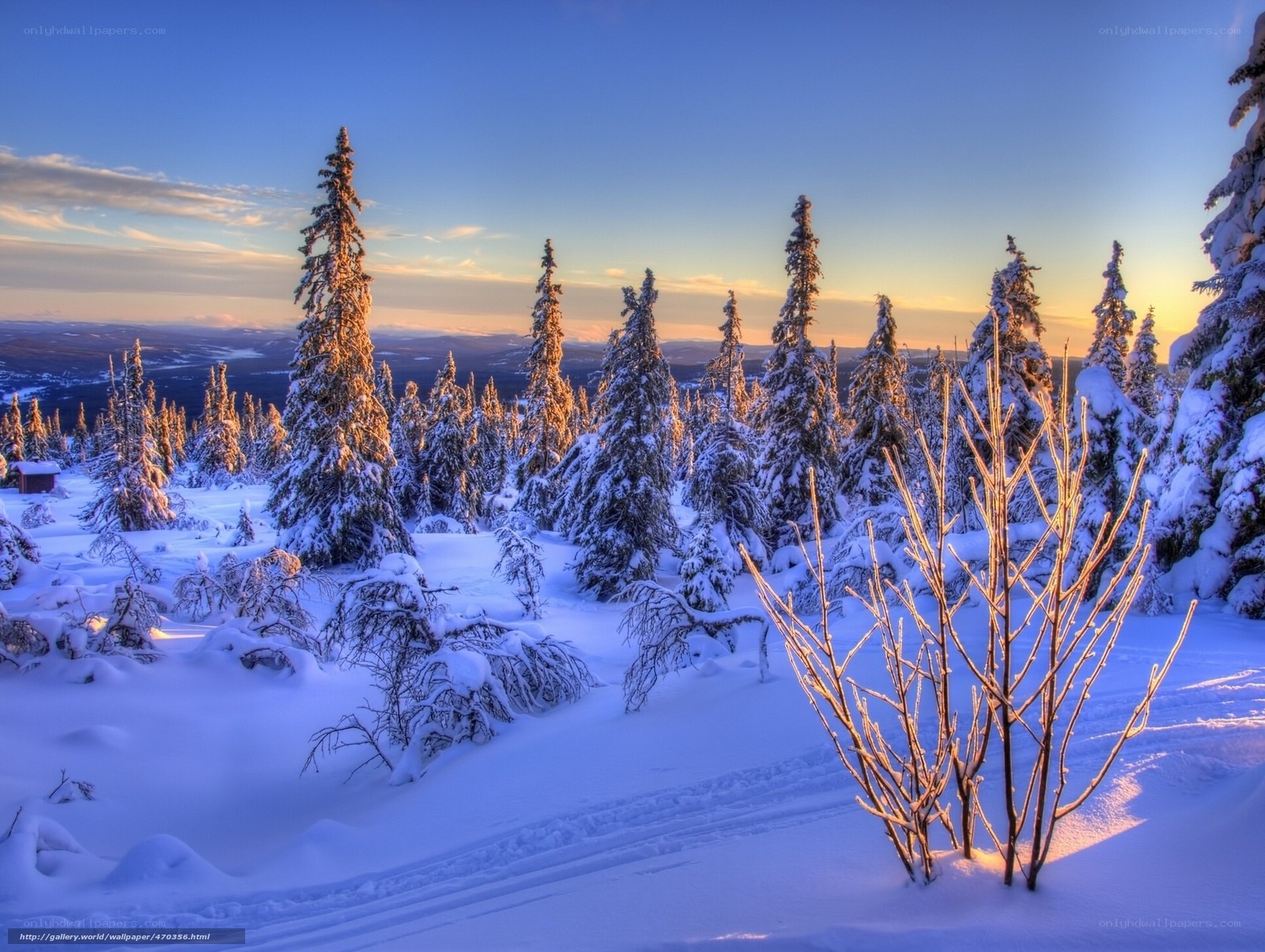 Snowy forest at sunset