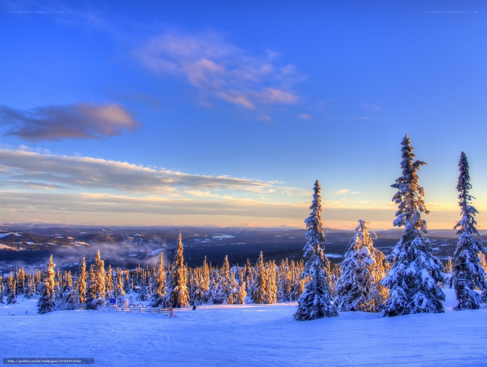Snowy forest at sunset