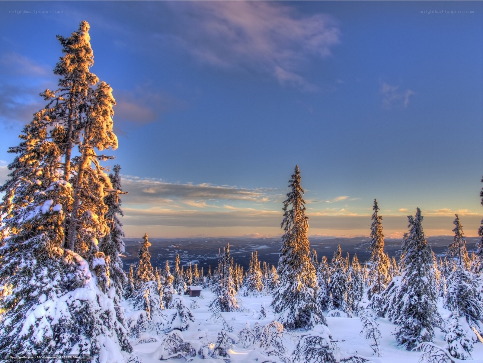 Snowy forest at sunset