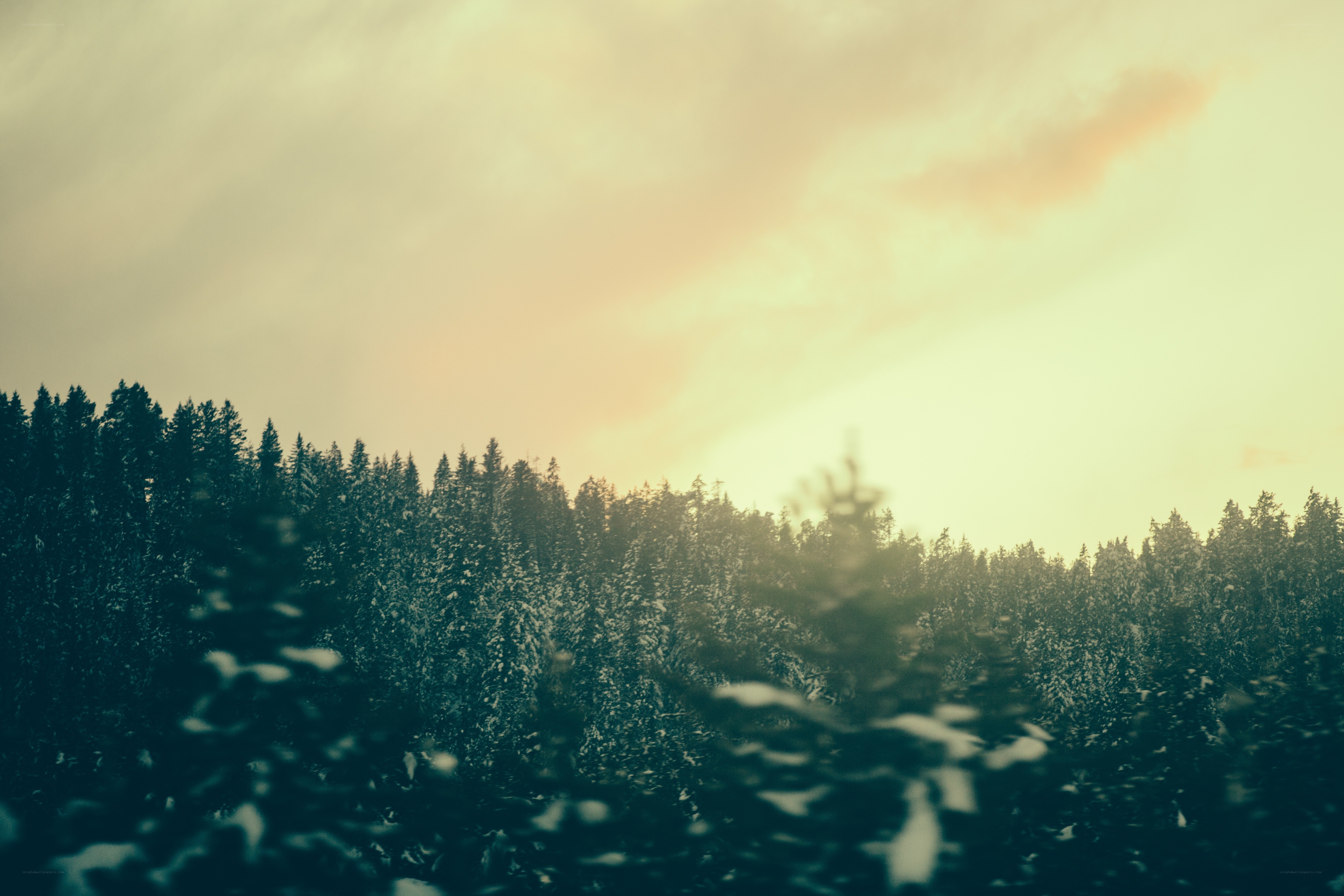 snowy forest at sunset