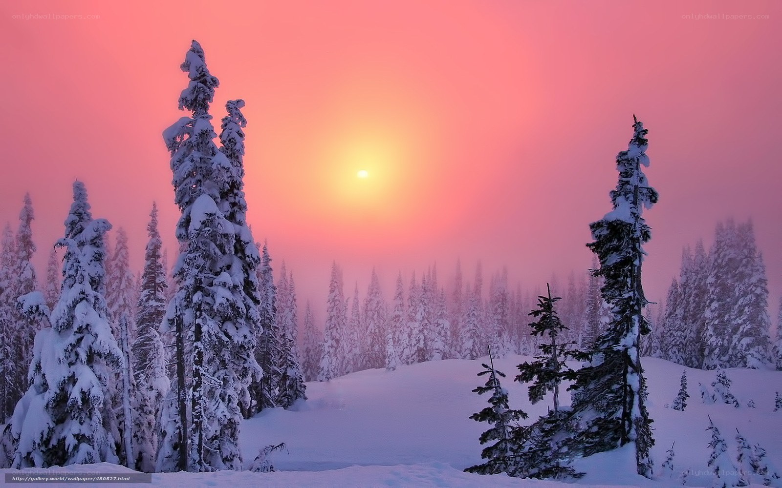 Snowy forest at sunset