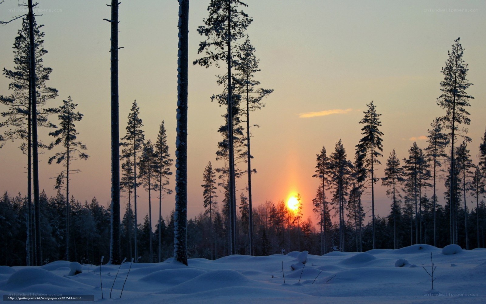 Snowy forest at sunset
