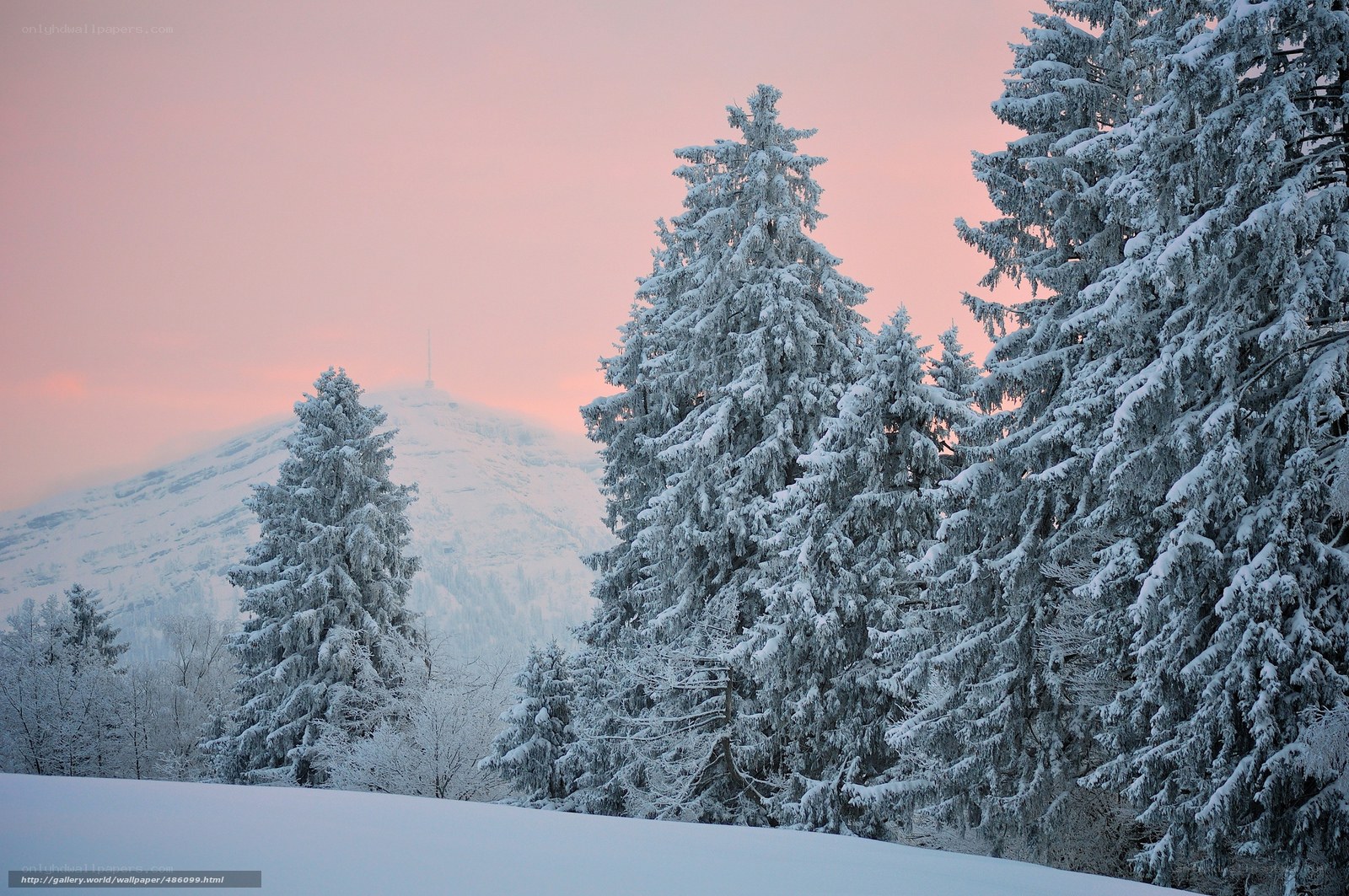 Snowy forest at sunset